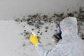 Best Environmental Consulting for Mold Prevention  in Pea Ridge, FL